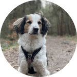 Jonte, der erminas Bürohund