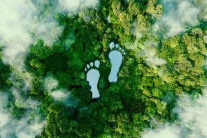 große Fußabdrücke in einem Wald aus der Vogelperspektive